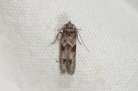 Blastobasis glandulella