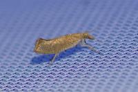 Ypsolopha alpella