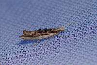 Ypsolopha scabrella