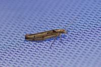 Ypsolopha ustella