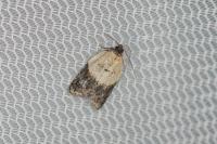 Acleris variegana