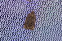 Archips xylosteana