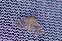 Alucita hexadactyla