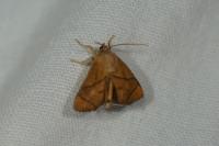 Apoda limacodes