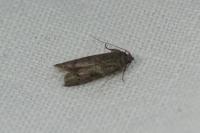 Blastobasis