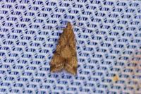 Brachmia blandella