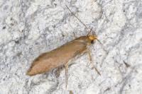 Crassa unitella