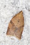 Clepsis consimilana