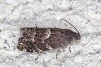 Cydia coniferana