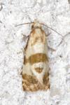 Phalonidia contractana