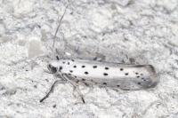 Yponomeuta