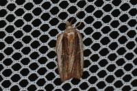 Acleris hastiana