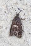 Cydia coniferana