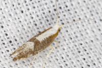 Argyresthia spinosella