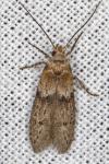 Blastobasis phycidella