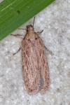 Depressaria
