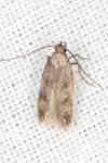 Borkhausenia nefrax