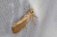 Crassa unitella