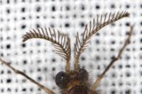 Sterrhopterix fusca