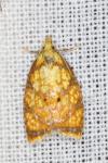 Acleris bergmanniana