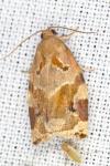 Archips xylosteana