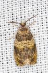 Celypha aurofasciana