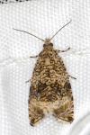 Celypha lacunana