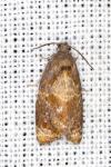Ditula angustiorana