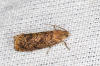 Enarmonia formosana