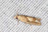 Eucosma conterminana