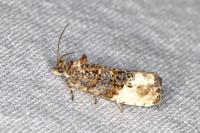 Hedya nubiferana