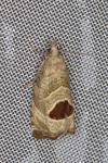 Notocelia uddmanniana