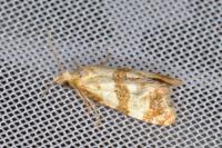 Phalonidia contractana
