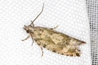 Zeiraphera isertana