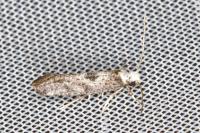 Paraswammerdamia albicapitella