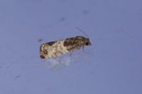 Spilonota ocellana