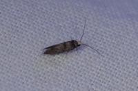 Swammerdamia pyrella