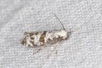 Scythropia crataegella