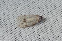 Symmoca signatella