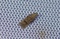 Teleiodes vulgella