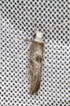 Paraswammerdamia albicapitella