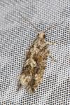 Zeiraphera isertana