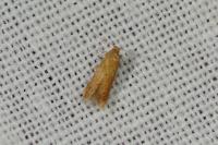Tischeria