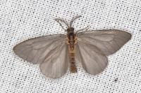 Sterrhopterix fusca