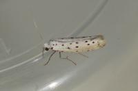Yponomeuta
