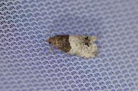 Notocelia roborana