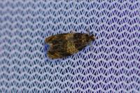 Celypha aurofasciana