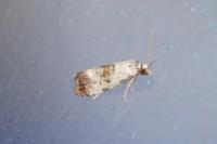 Neocochylis hybridella