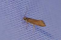 Crassa unitella
