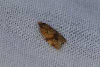 Epagoge grotiana